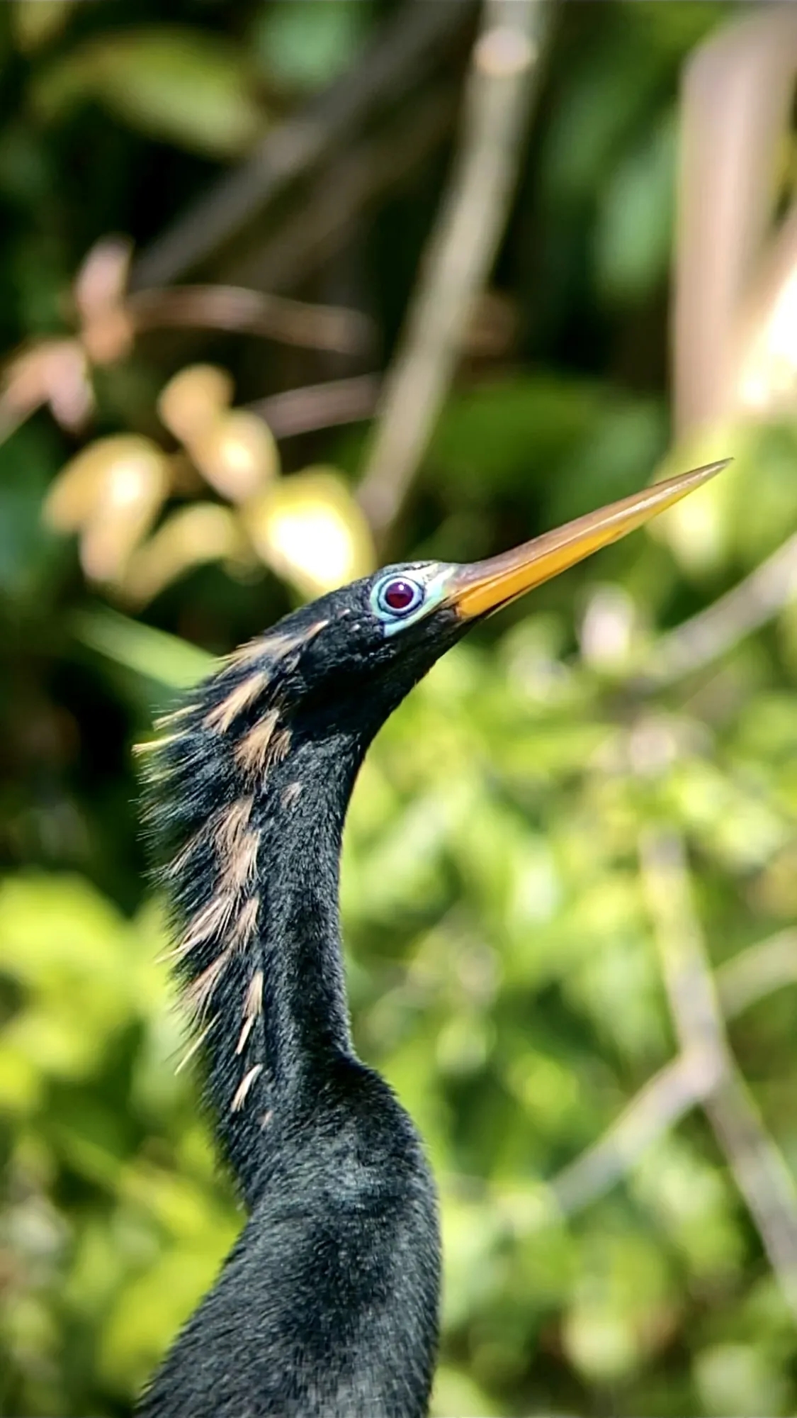 Gros plan oiseau anhinga