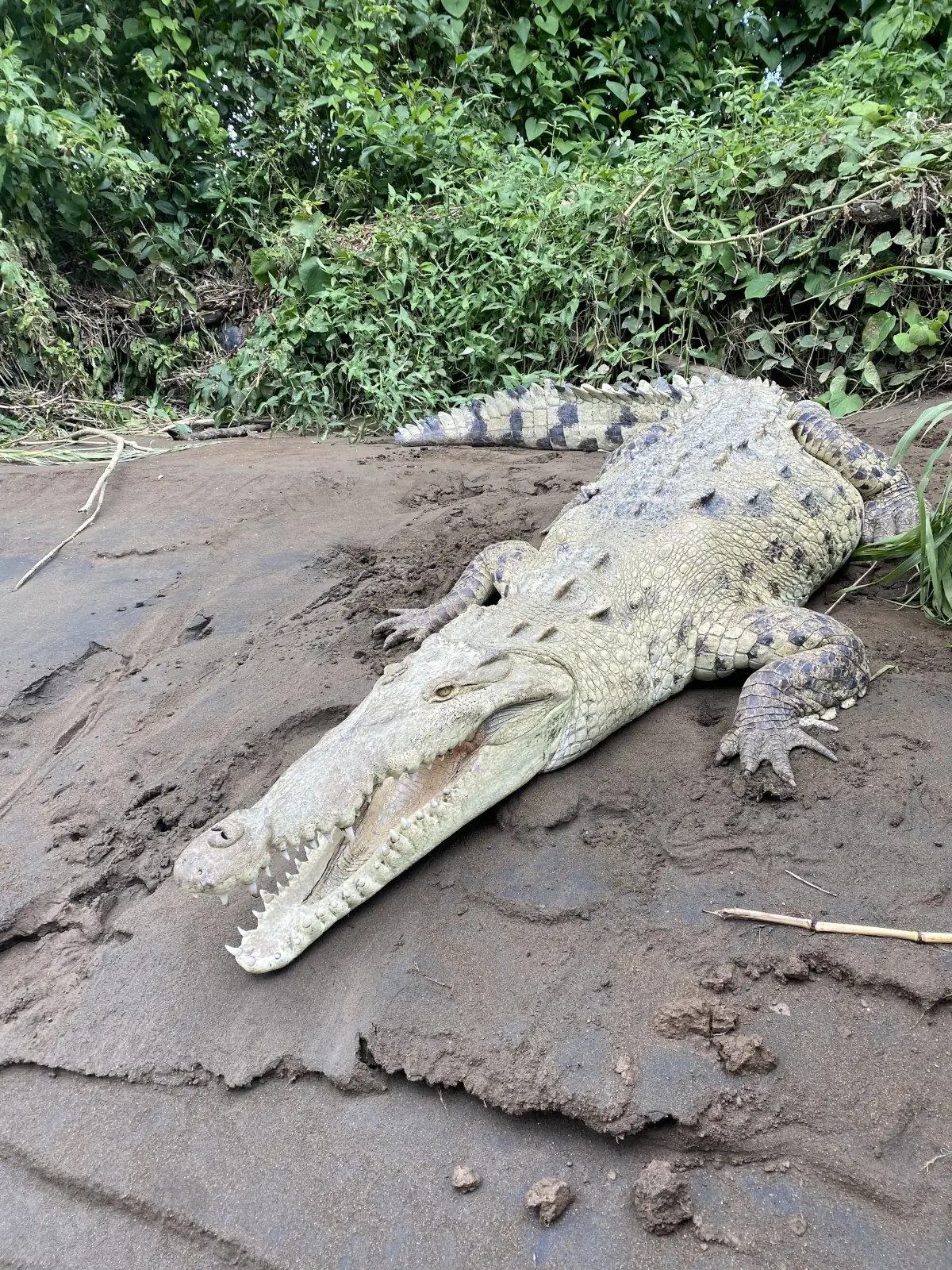 Crocodile sur une berge