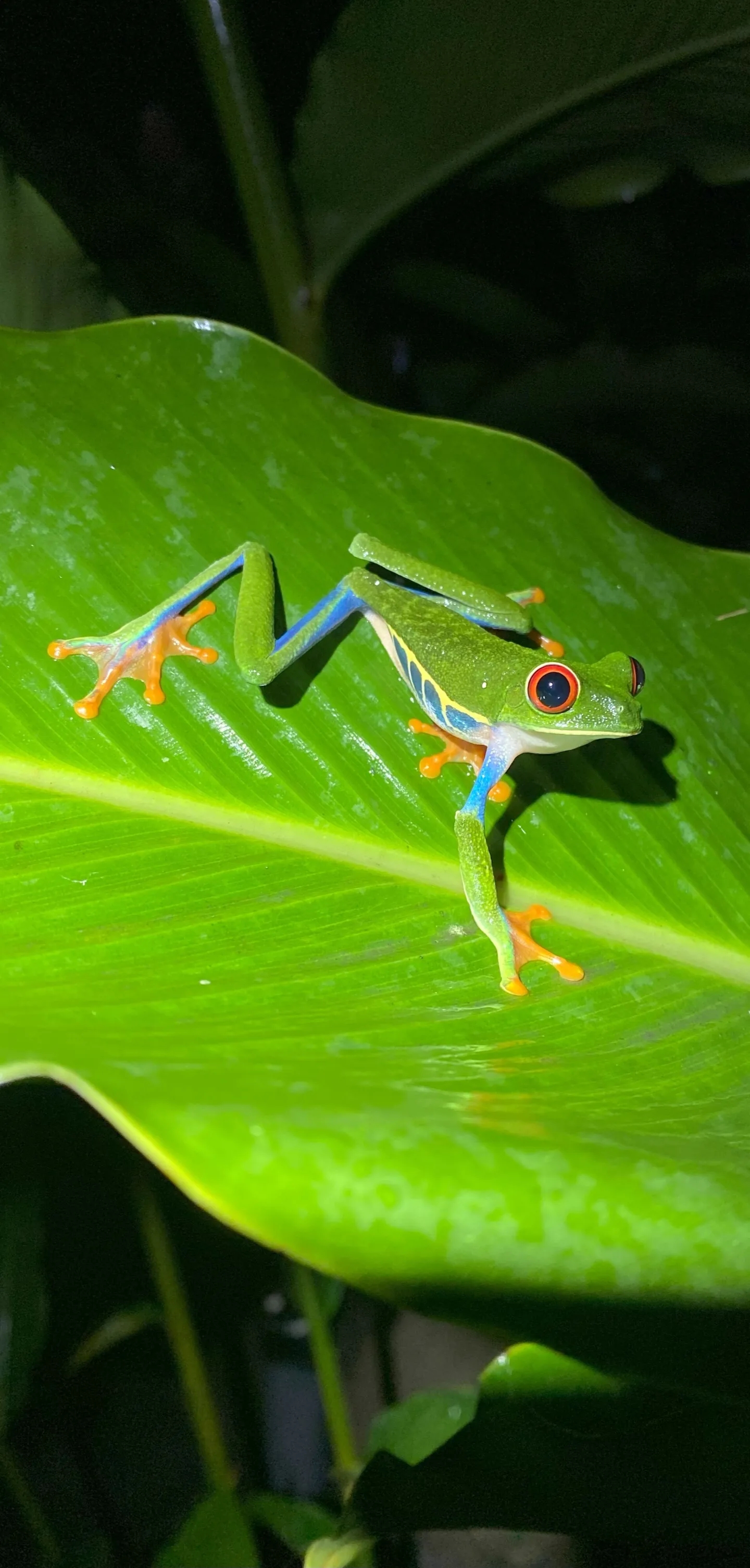 Grenouille rainette aux yeux rouges ou Agalychnis callidryas, l'une des espèces emblématiques du Costa Rica