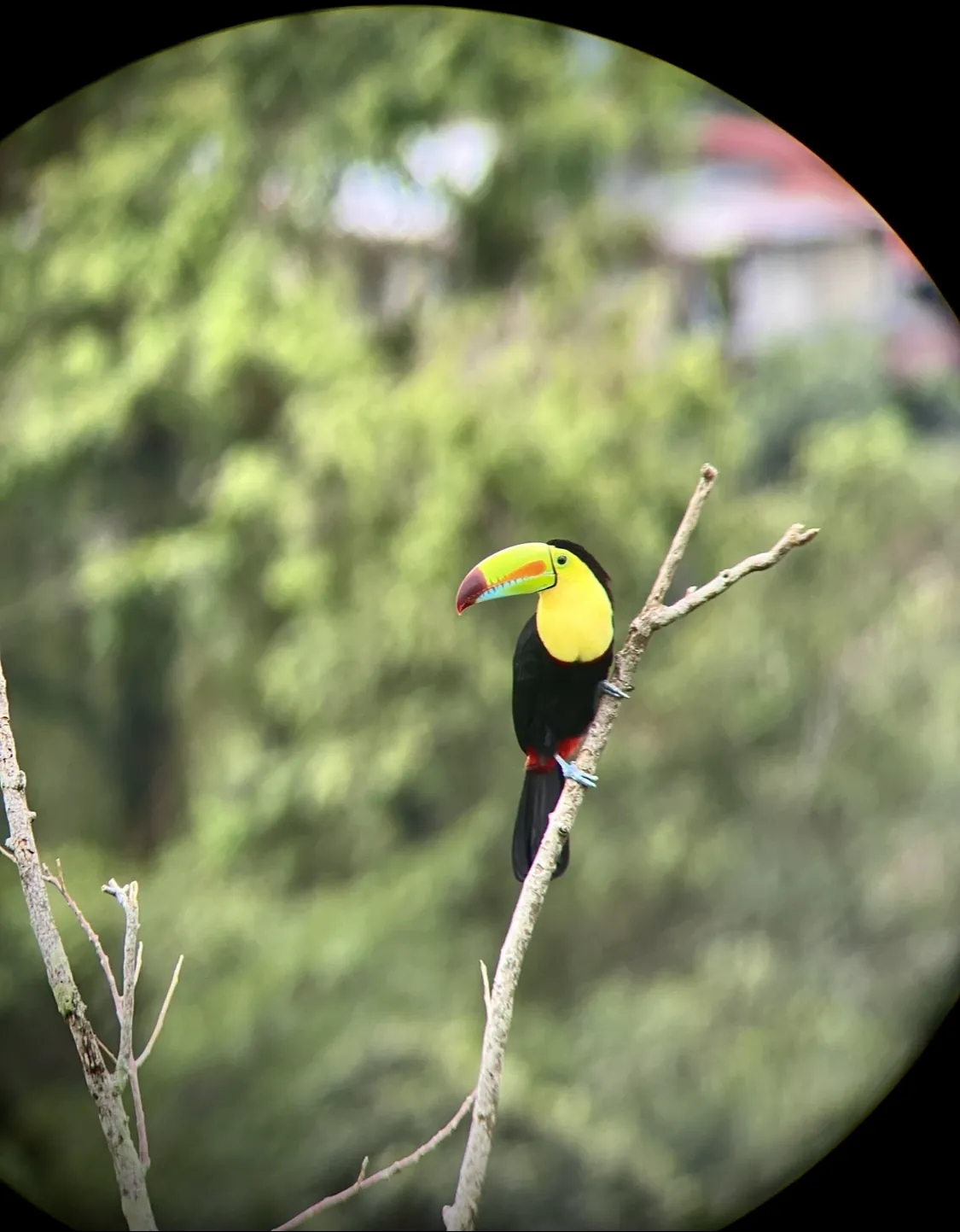 Toucan au télescope perché sur une branche