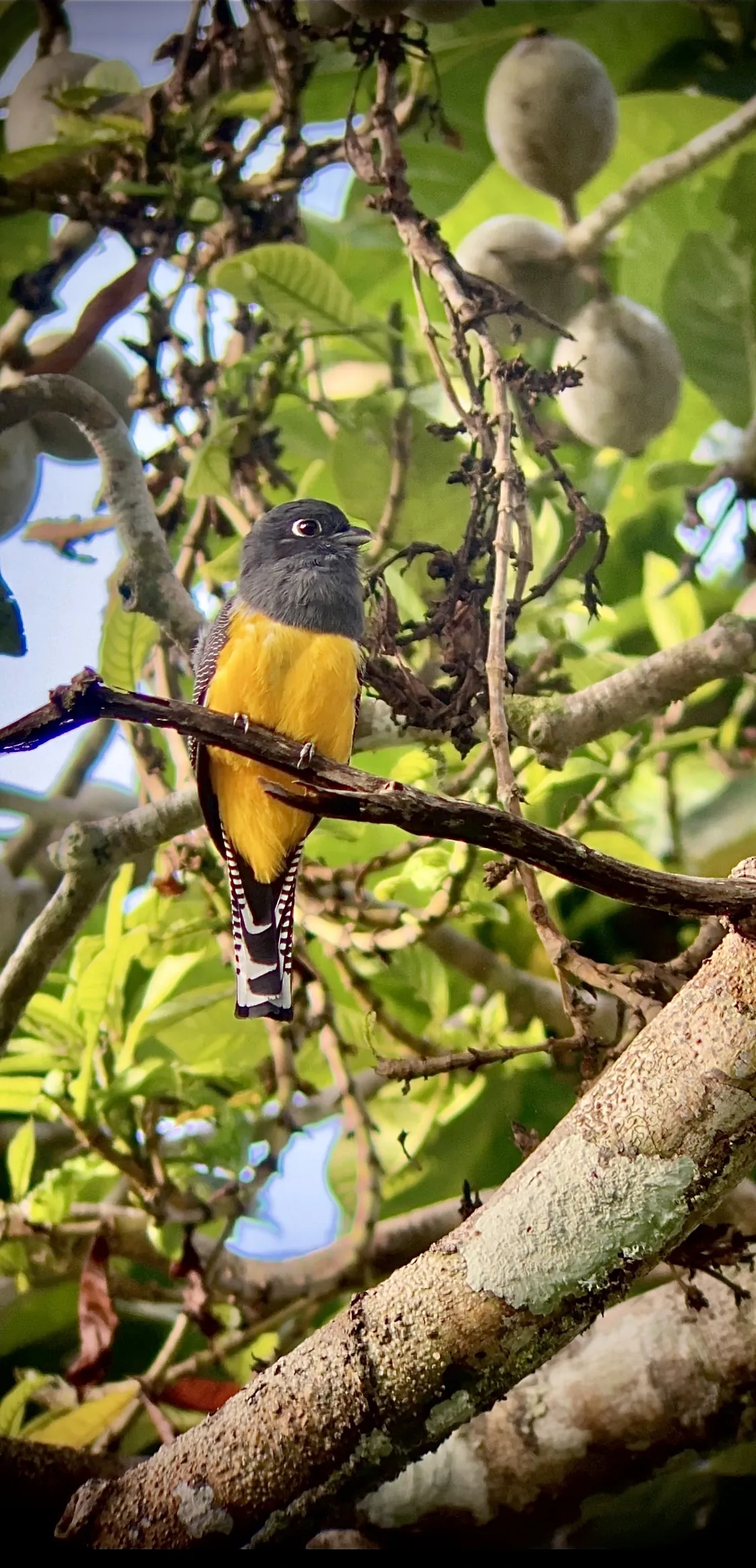 Oiseau Trogon perché sur une branche