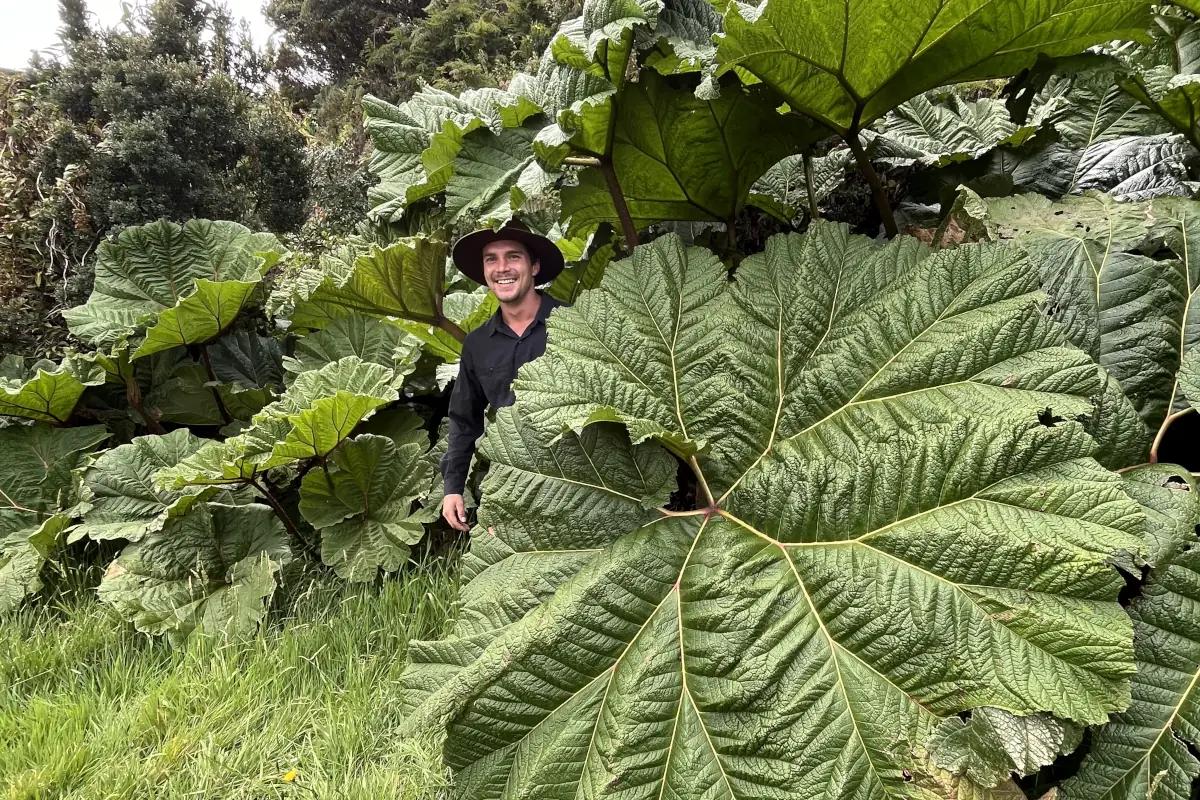 Lucas Boyat caché derrière la feuille géante tropicale aussi surnommé le parasol du pauvre (Gunnera insignis)