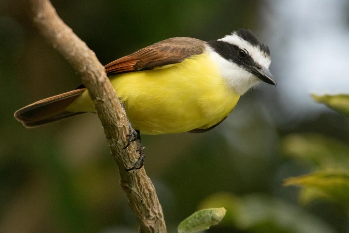 Tyrant Quiquivi, oiseau exotique à la poitrine jaune vif, perché sur une branche